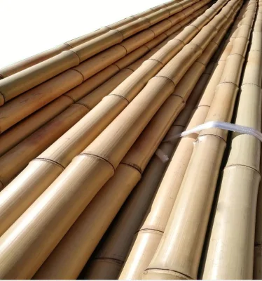 Caña de Bambú Moso para Decoración y Construcción